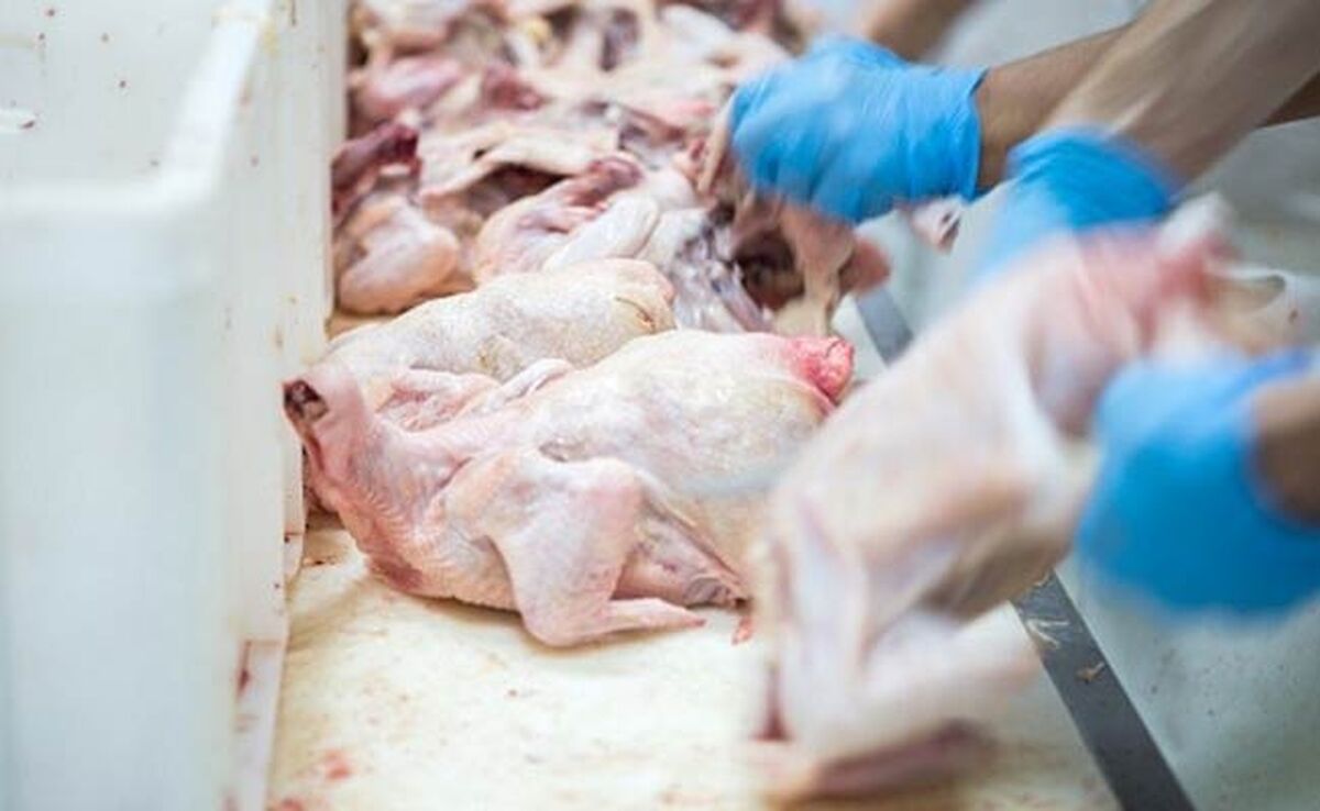 صدور ۱۳ هزار تن مرغ در سال جاری/ عراق مقصد اول صادرات مرغ

