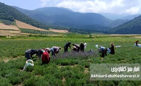 اسطوخودوس دیم؛ سپری بنفش در برابر فرسایش خاک در دامنه‌های شیب‌دار استان گلستان

