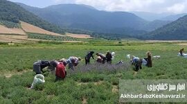 اسطوخودوس دیم؛ سپری بنفش در برابر فرسایش خاک در دامنه‌های شیب‌دار استان گلستان

