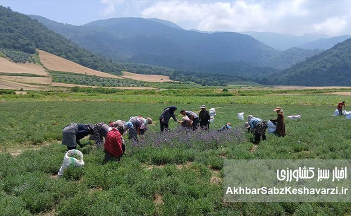اسطوخودوس دیم؛ سپری بنفش در برابر فرسایش خاک در دامنه‌های شیب‌دار استان گلستان

