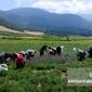 اسطوخودوس دیم؛ سپری بنفش در برابر فرسایش خاک در دامنه‌های شیب‌دار استان گلستان

