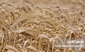 قیمت جدید گندم چقدر آب می‌خورد؟ (پیشنهاد ۳۲,۵۰۰ تومانی روی میز!)