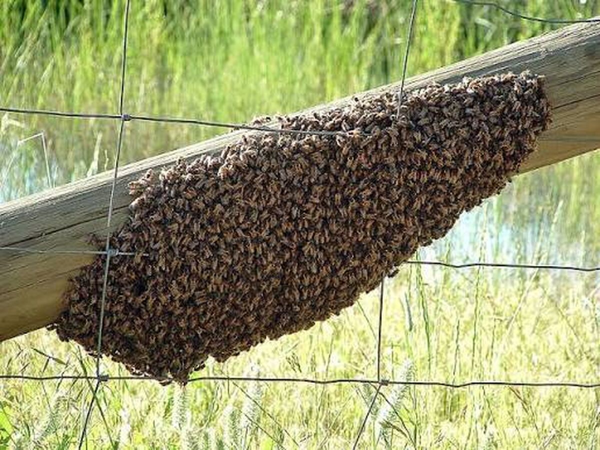 آموزش گرفتن بچه زنبور و انتقال آن به کندو