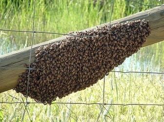 آموزش گرفتن بچه زنبور و انتقال آن به کندو