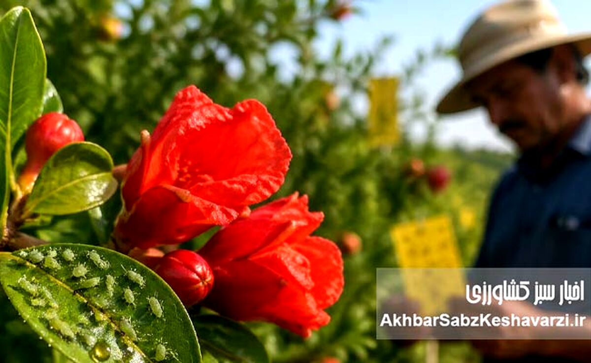 بحران شته انار در گلدهی؛ هشدار جدی و راهکار فوری IPM


