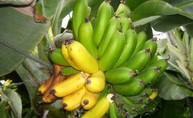 پرورش موز گلخانه‌ایی از صفر تا صد

