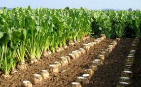کاهش ۵۰ درصدی سطح زیرکشت چغندر/۸۰۰ هزار تن شکر وارد کشور شد

