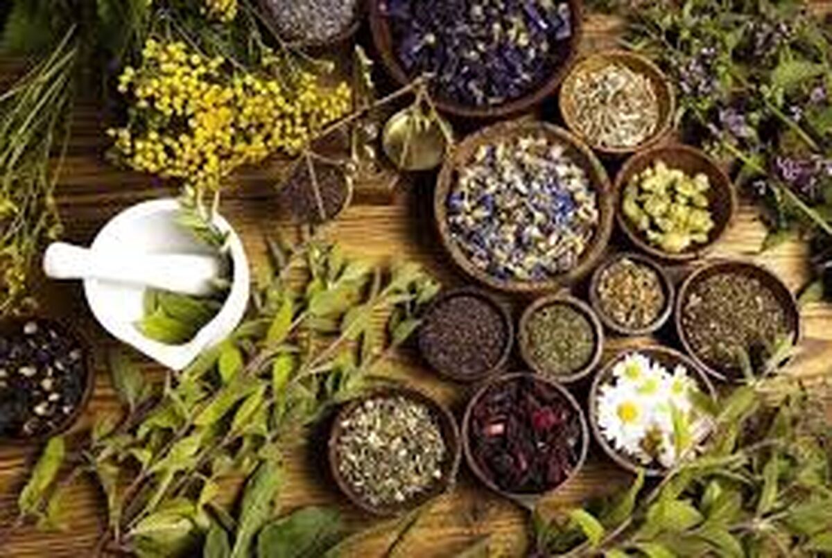 نقشه راه سرمایه‌گذاری در گیاهان دارویی؛ پرسودترین گونه‌ها با مصرف آب حداقلی