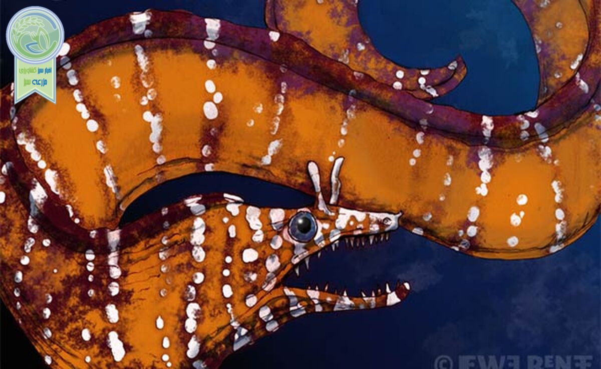 مارماهی اژدهایی؛ شکارچی اسرارآمیز اعماق دریا+ ویدئو