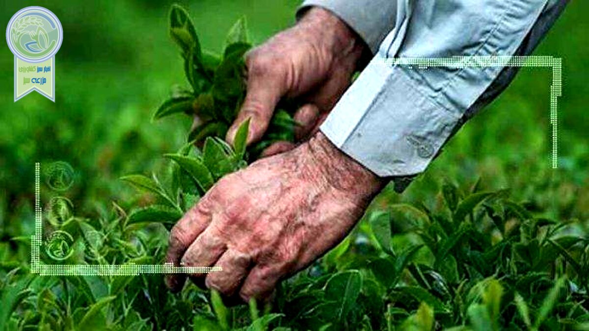 افزایش ۴۸ درصدی قیمت چای سبز در سال جاری