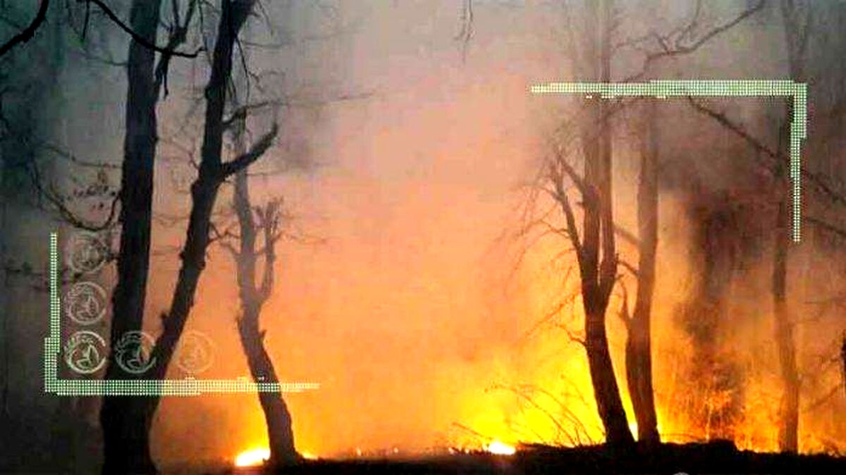 نکاتی درباره آتش سوزی جنگل‌ها