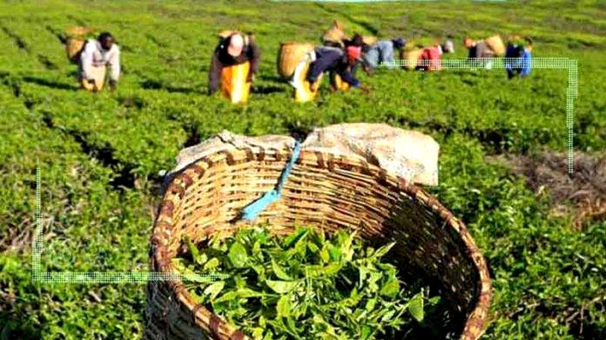احیای یکهزار و 700هکتار از باغات چای در سال گذشته