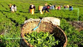 احیای یکهزار و 700هکتار از باغات چای در سال گذشته