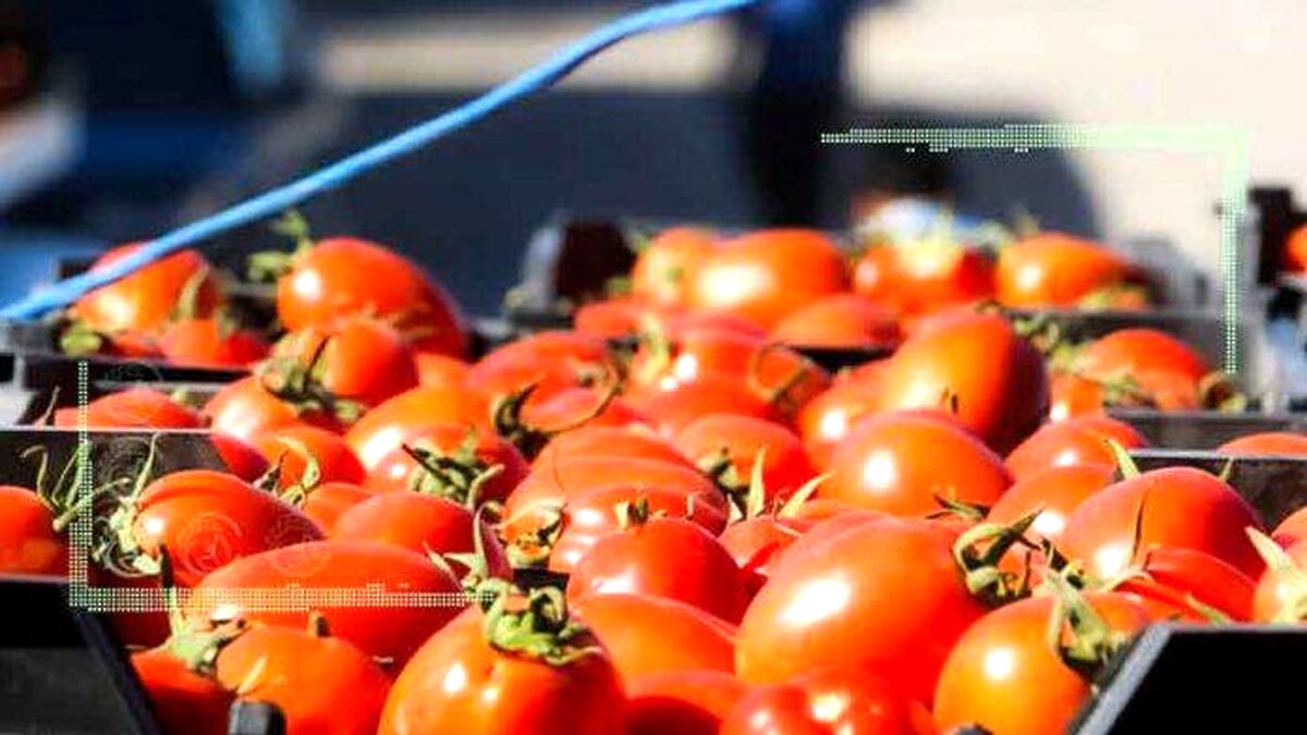 تب گوجه فرنگی همچنان بالاست