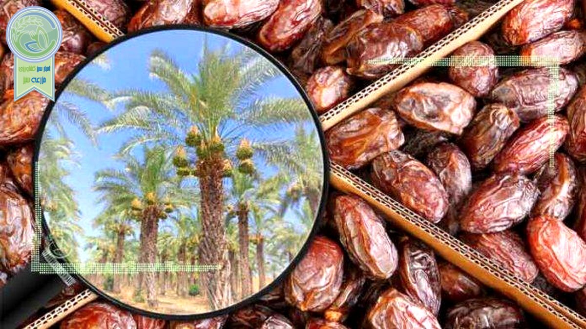 افزایش قیمت خرما با وجود اشباع انبارها