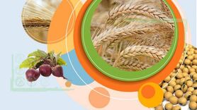تدوین سبد کالایی- قیمتی