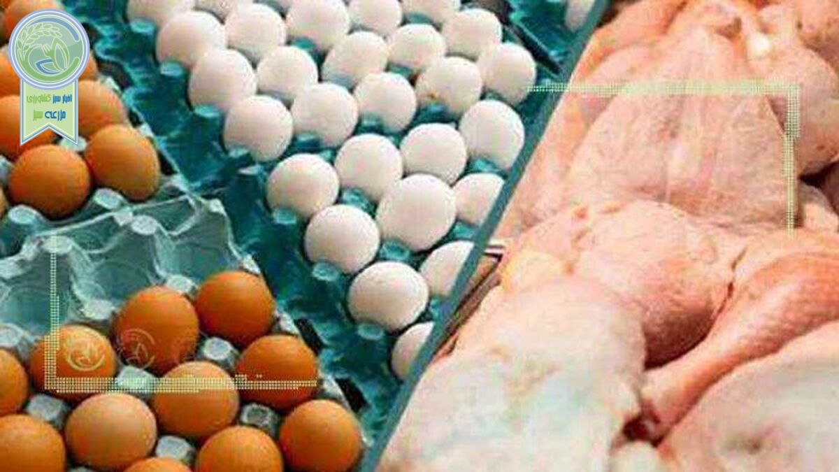قوز بالا قوز مرغداران