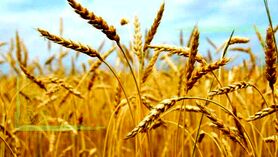 پیش به سوی تولید ۲۰ میلیون تن گندم در سال