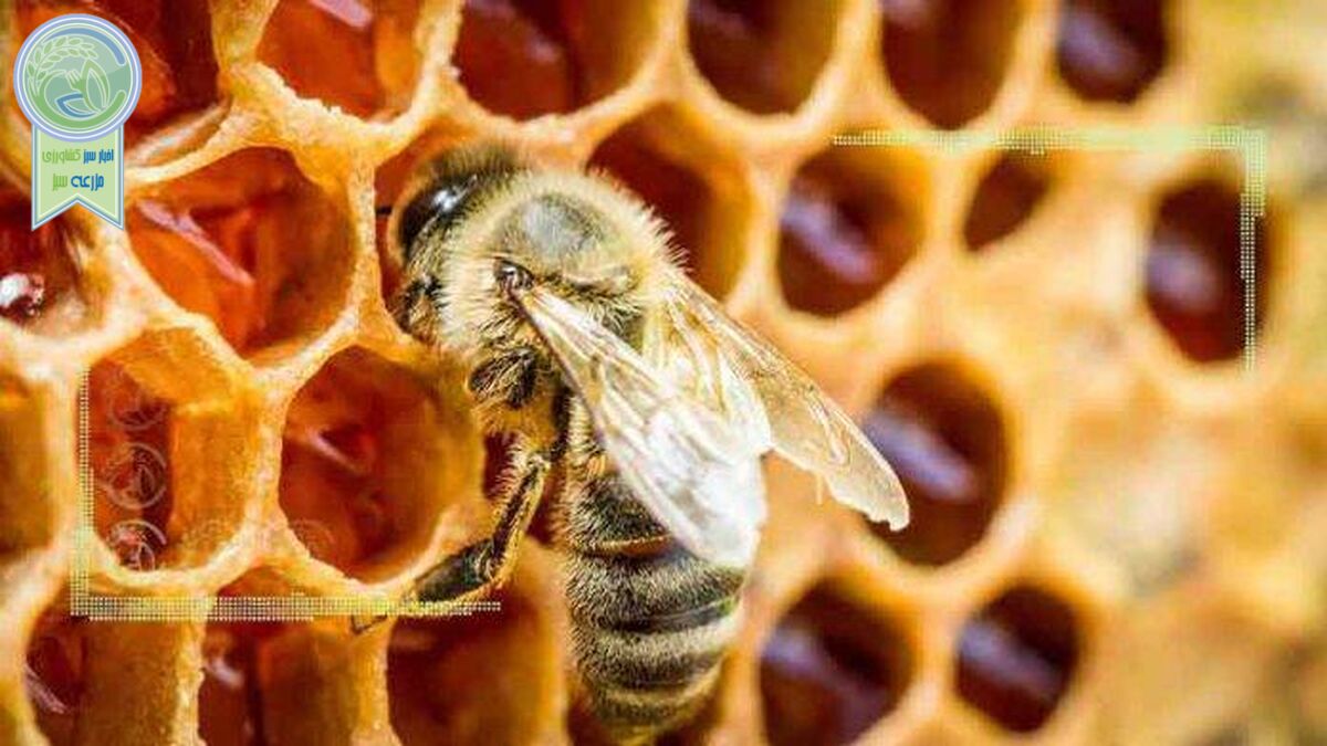 زندگی شگفت‌آور زنبورهای ماده
