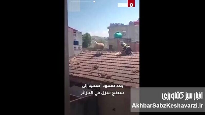 فرار یک گوسفند قبل از قربانی شدن به پشت بام + ویدئو

