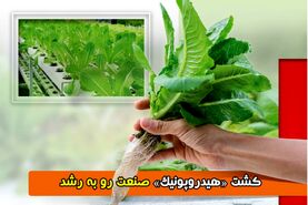 کشت «هیدروپونیک» صنعت رو به رشد

