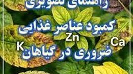 راهنمای کاربردی تشخیص کمبودهای تغذیه‌ای از روی ظاهر برگ؛ گیاه‌تان با شما حرف می‌زند!