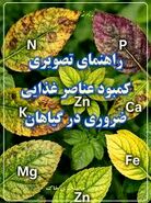 راهنمای کاربردی تشخیص کمبودهای تغذیه‌ای از روی ظاهر برگ؛ گیاه‌تان با شما حرف می‌زند!