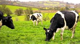 قطع گوشت گاو، کاربری زمین های کشاورزی را به نصف کاهش می دهد