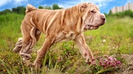 زشت ترین نژادهای سگ در جهان