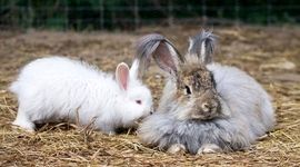 انواع نژاد خرگوش آنگورا (آنقوره)