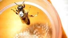 مزایای تلقیح مصنوعی در زنبور عسل