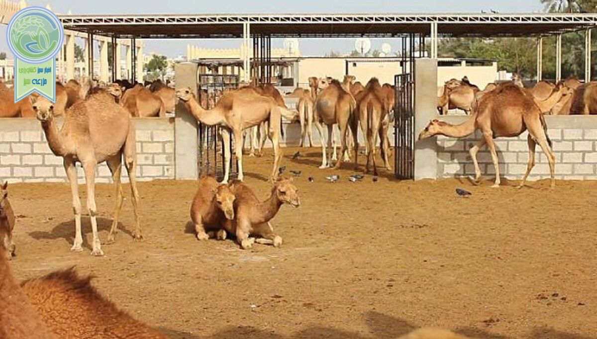 اصول کلی پرورش و نگهداری شتر در ایران