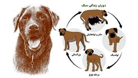 باورهای غلط درباره سگ