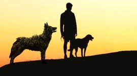 حواشی بر رد نظریه«آلفا» در تربیت سگ