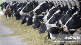 واکنش وزارت بهداشت به شیوع تب برفکی در دام‌ها؛ تأکید بر غیرقابل‌انتقال بودن به انسان