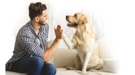 بررسی تنوع شخصیت در سگ‌ها