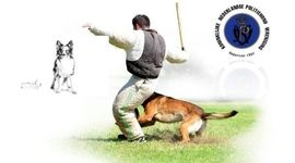 سگ‌ها و مسابقه‌های حفاظت