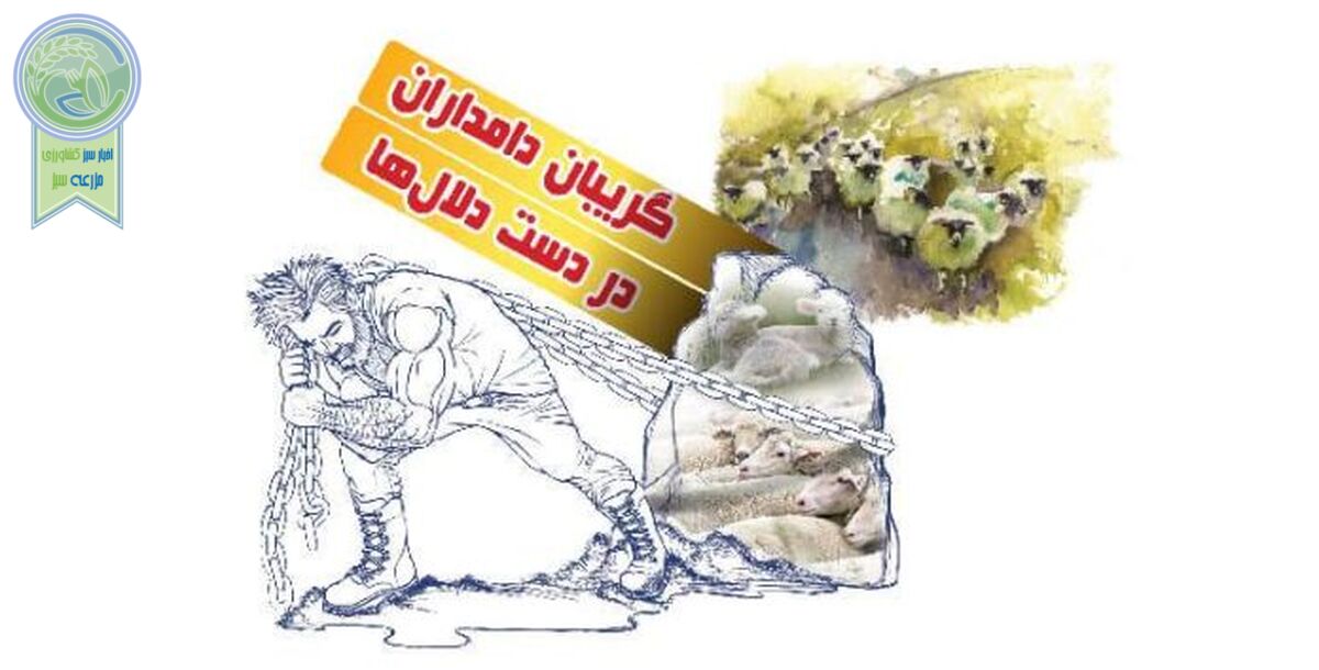 گریبان دامداران در دست دلال‌ها