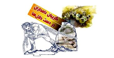 گریبان دامداران در دست دلال‌ها