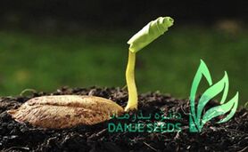 برخی مسئولان در مسیر تولید بذر موانع شاخدار ایجاد می‌کنند

