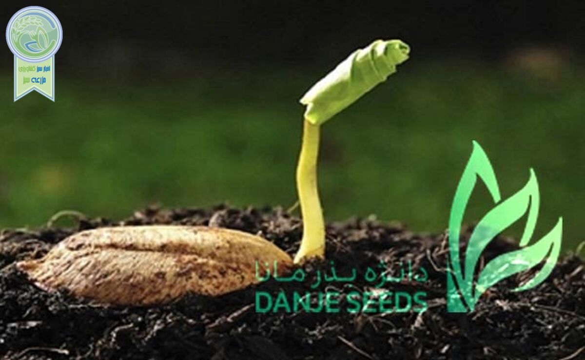 برخی مسئولان در مسیر تولید بذر موانع شاخدار ایجاد می‌کنند

