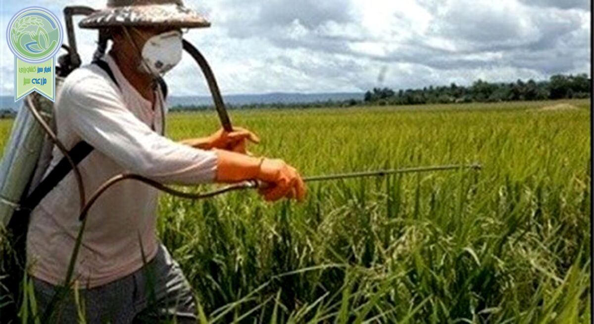 مبارزه با بیماری‌های گندم در سطح ۸۰۶ هزار هکتار تاکنون

