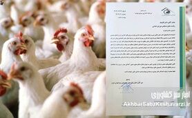 هشدار فعالان صنعت مرغ گوشتی به قالیباف؛ قیمت‌گذاری در آستانه بحران+ نامه