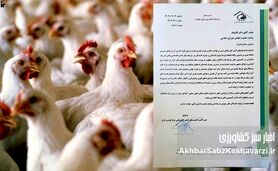 هشدار فعالان صنعت مرغ گوشتی به قالیباف؛ قیمت‌گذاری در آستانه بحران+ نامه