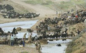 بخش هفتم: وقایع آغازین شروع برنامه های نوسازی کشاورزی ایران


