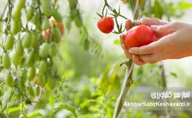 کشاورزی ارگانیک: راهی برای دوری از سموم و بیماری‌ها | تأثیر باقی‌مانده آفت‌کش‌ها+ ویدئو