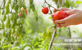 کشاورزی ارگانیک: راهی برای دوری از سموم و بیماری‌ها | تأثیر باقی‌مانده آفت‌کش‌ها+ ویدئو