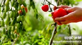 کشاورزی ارگانیک: راهی برای دوری از سموم و بیماری‌ها | تأثیر باقی‌مانده آفت‌کش‌ها+ ویدئو