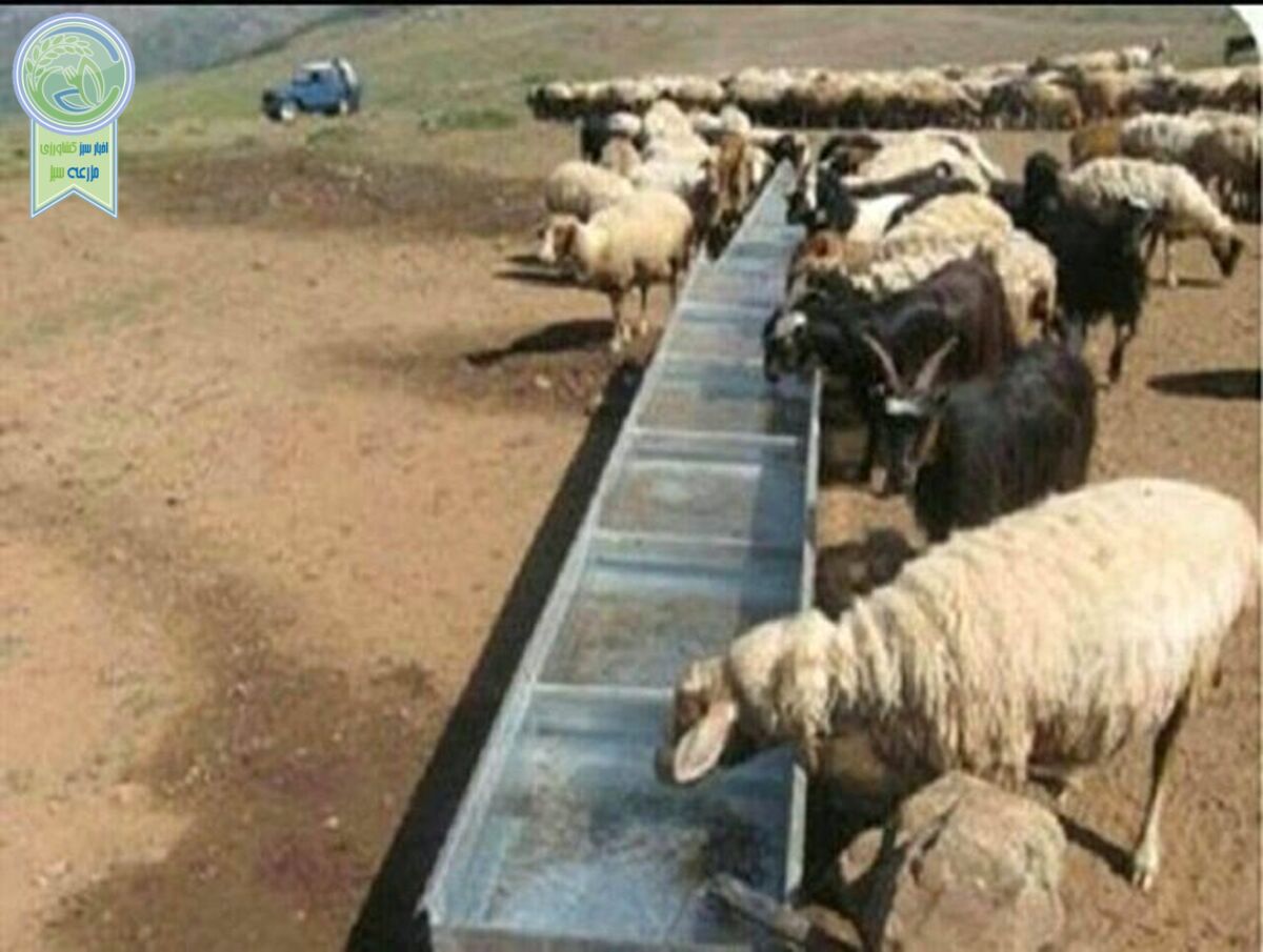 بازی دو سر باخت دامدار ایرانی