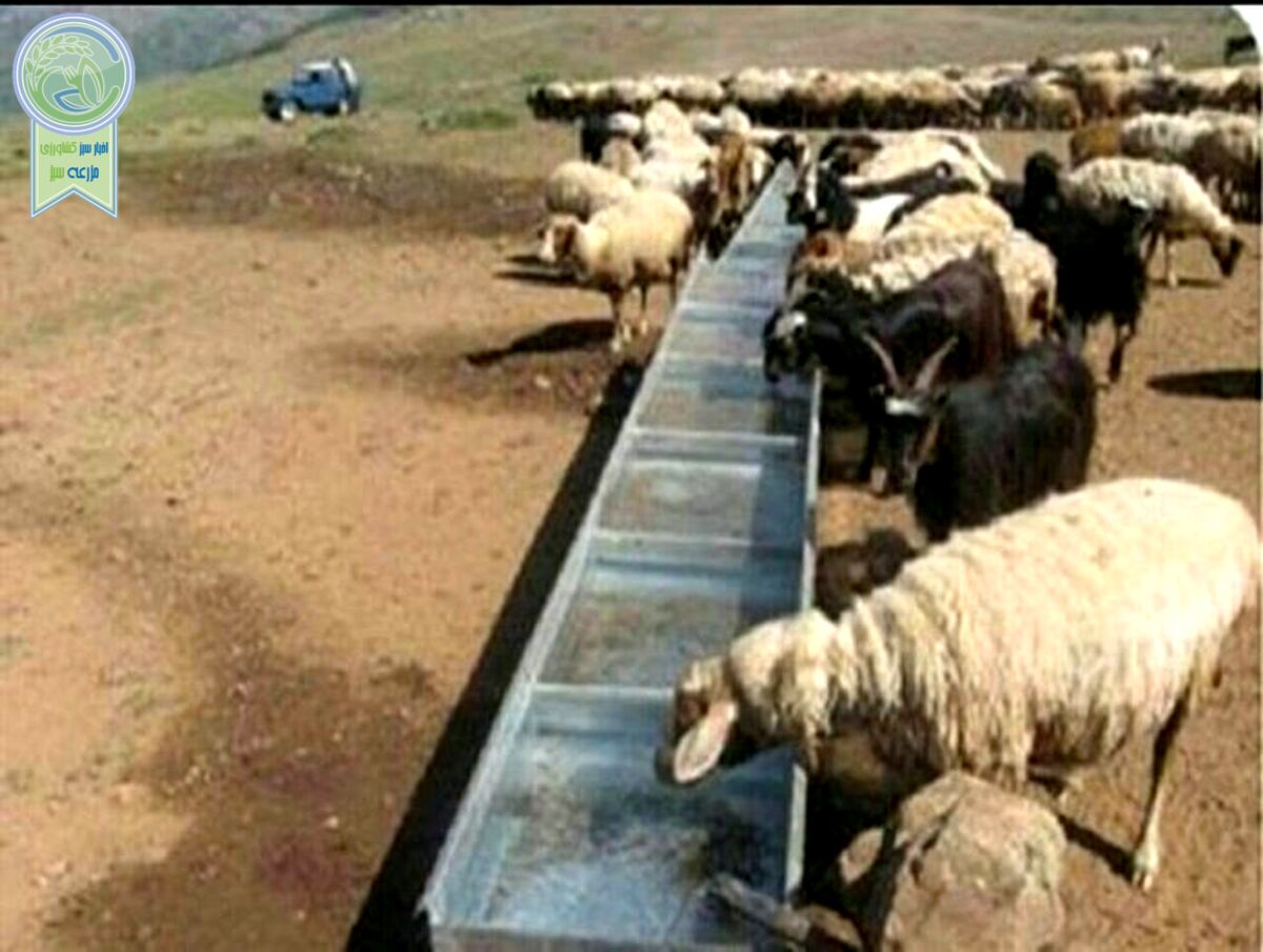 بازی دو سر باخت دامدار ایرانی